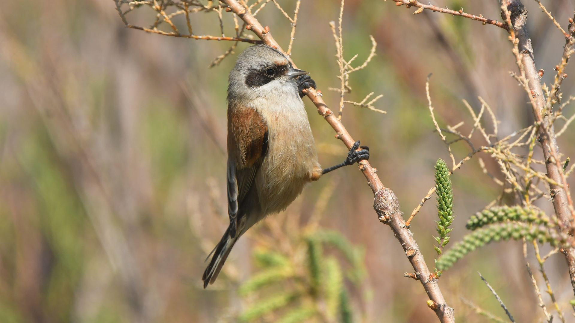 Eurasian Penduline-Tit